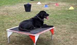 Auslastung für den Hund