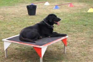 Auslastung und Spiel für Hund und Halter