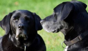 Beschäftigung für ältere Hunde