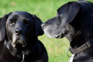 Sinnvolle Freizeit für graue Schnauzen