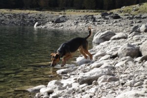Lernen und Freizeit mit dem Hund