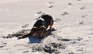 Spiel und Spaß für Hunde