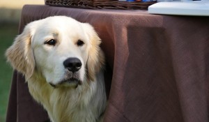 Der gut erzogene Hund