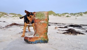 Angstverhalten beim Hund