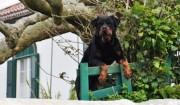 Verhaltensprobleme zu Hause