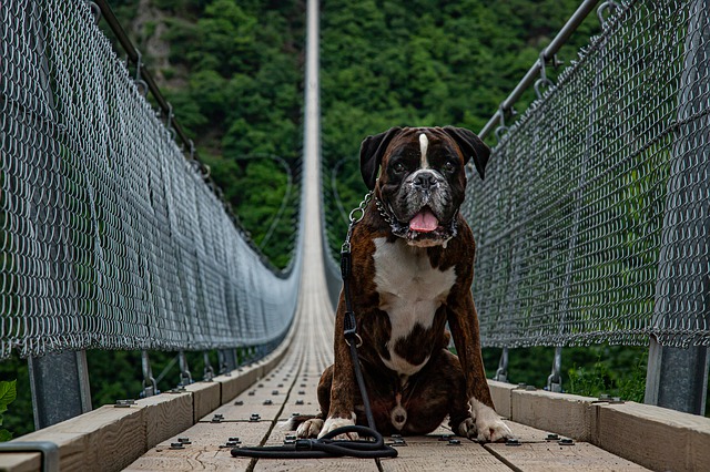 pedestrian-bridge-4791388_640