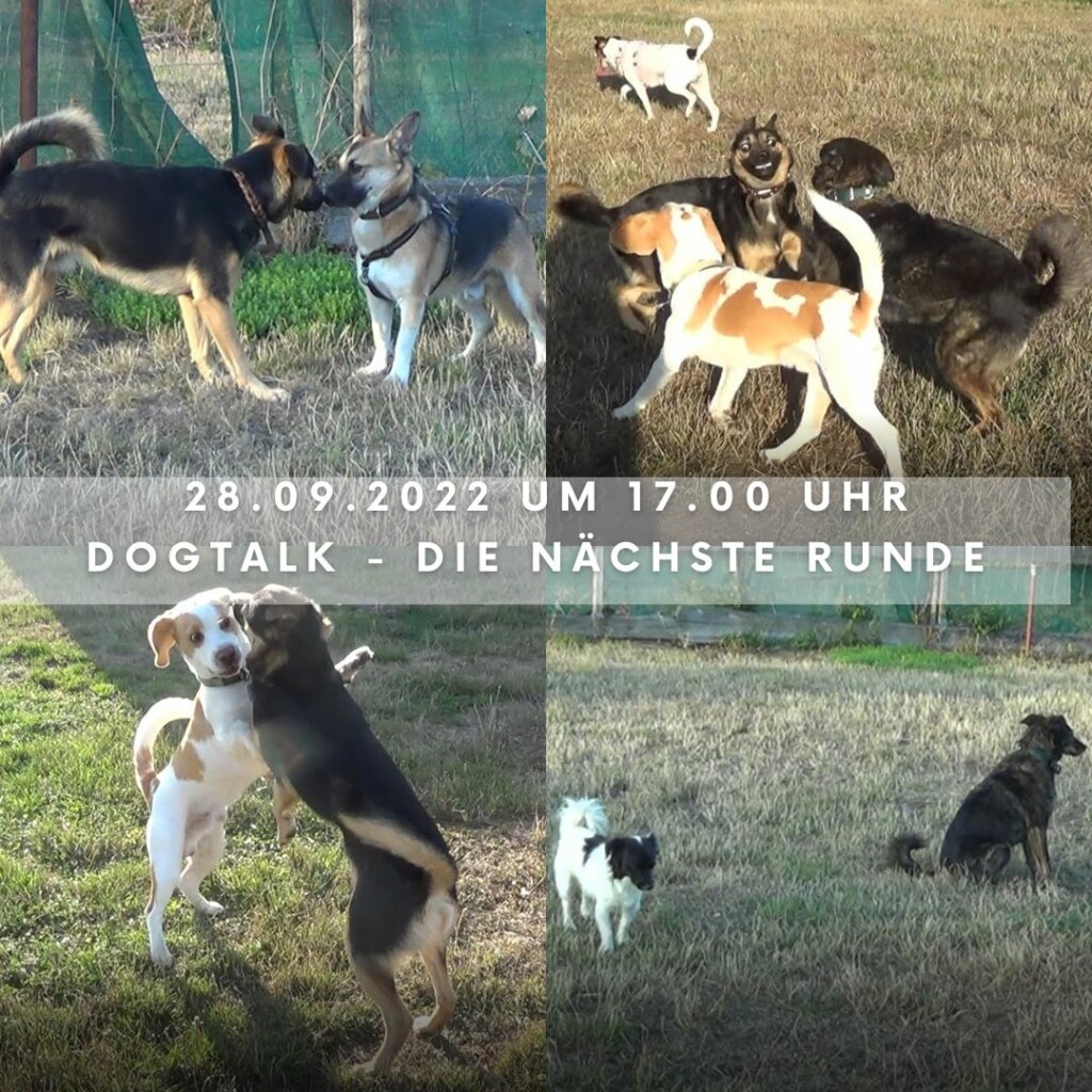 Dogtalk