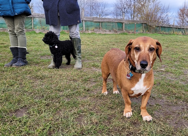 Hundespiel kleine Hunde